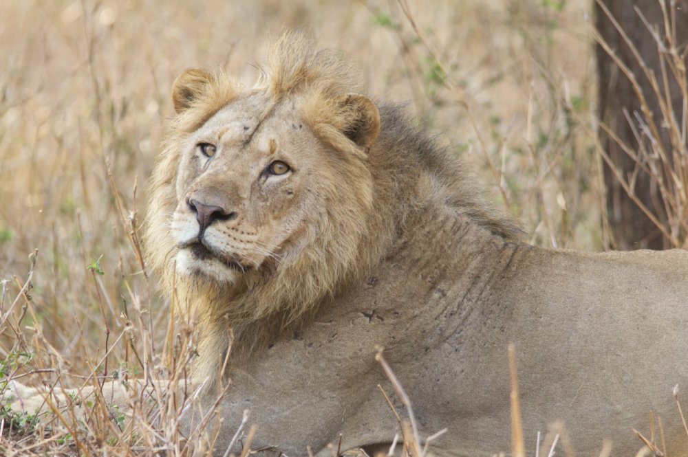 Lion 3.jpg